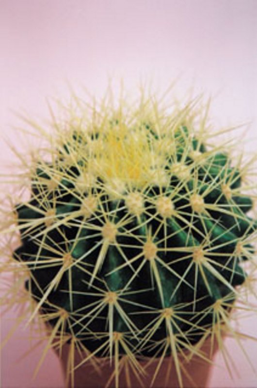 Echinocactus Grusonii.jpg